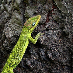 lagarto